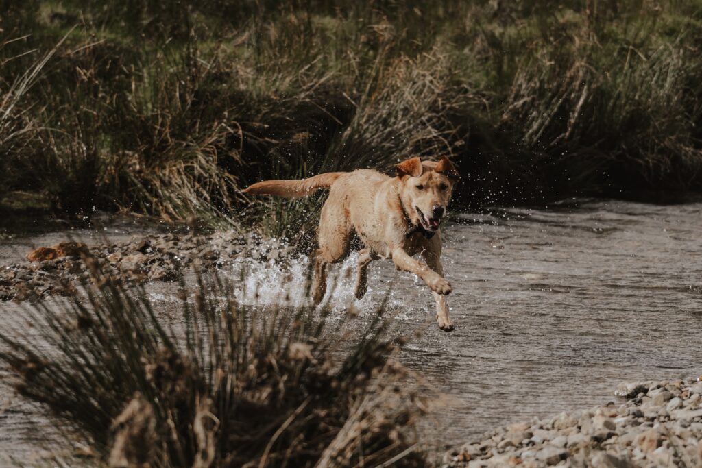 The couples dog exploring Scotland