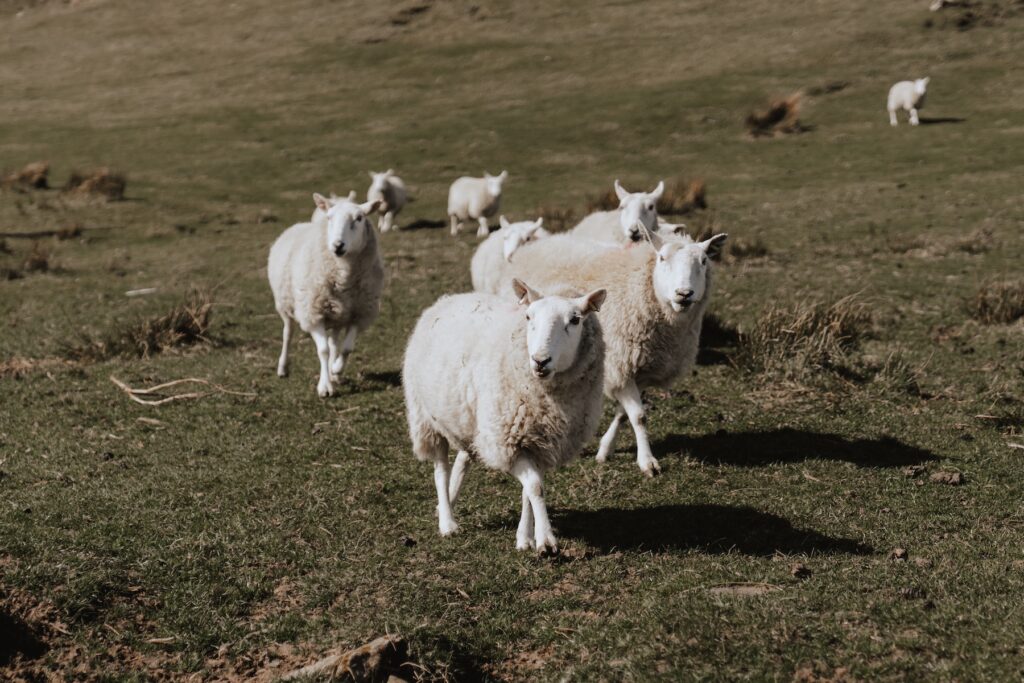 Sheep spotted by the bride and groom whilst walking along secluded Scottish beach during elopement day