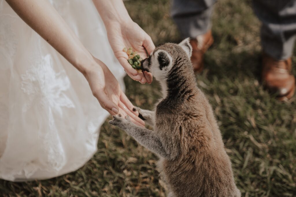 Suffolk wedding photographer capturing the bride and groom meeting lemurs during Jimmy’s Farm wedding experience