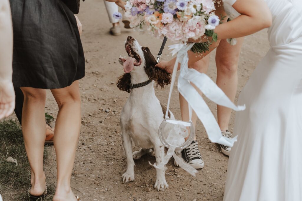 Bride and groom's dog arriving at drinks reception