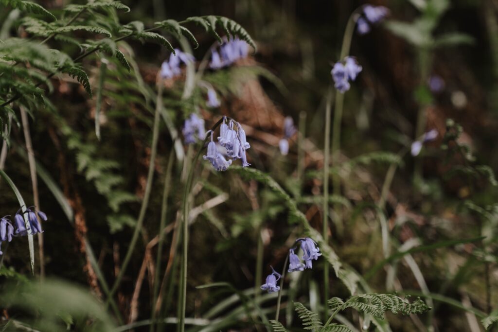 Flowers on the Isle of Skye during an elopement