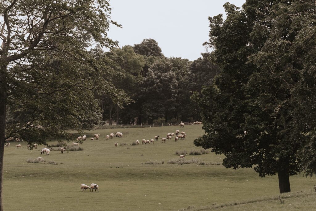 The rolling fields at Dunglass Estate on a wedding day